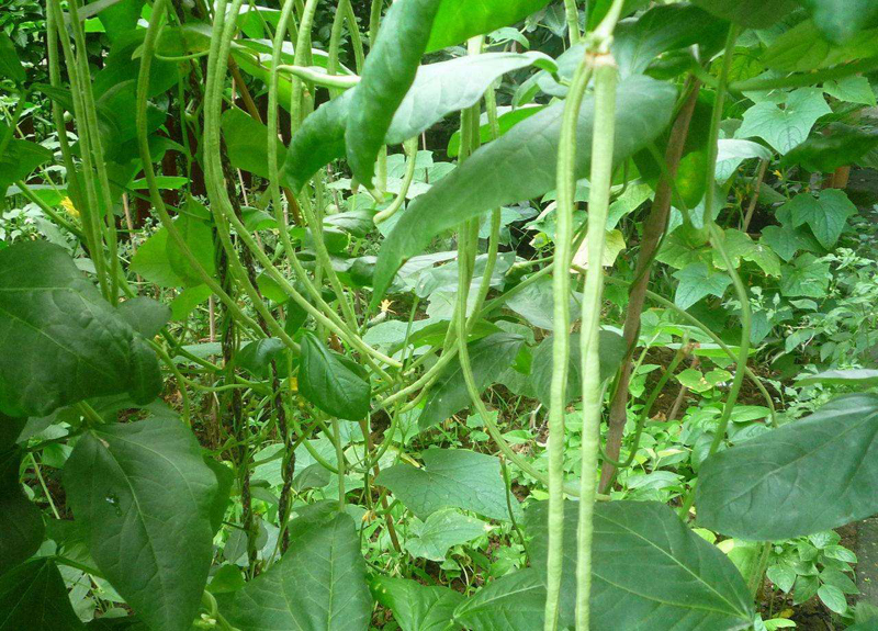 蔬菜种植基地00.jpg