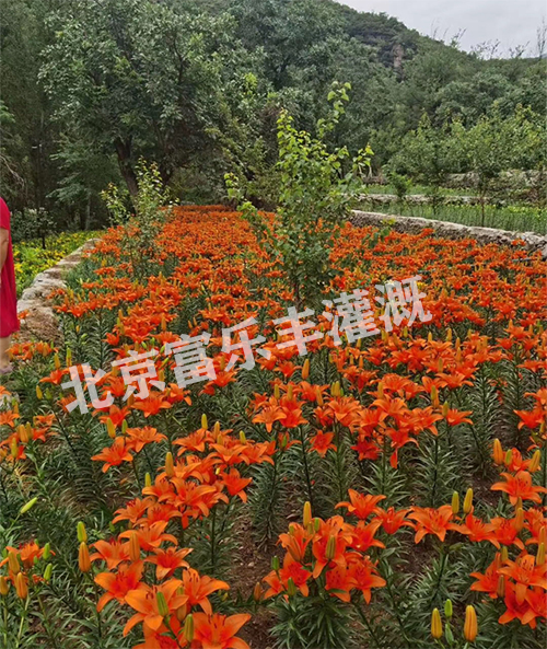 项目实景图