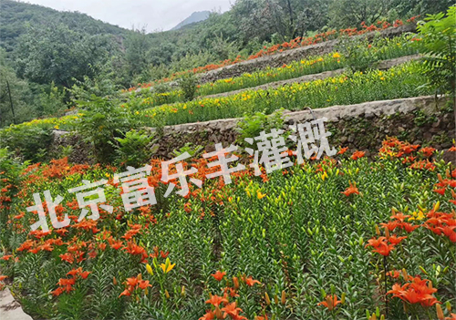 项目实景图