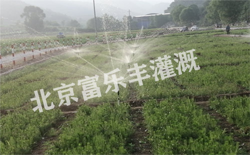 项目实景图